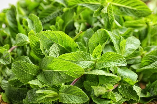 Preview: Fresh aromatic green mint, closeup view