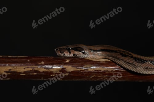 Vista previa: Python real, o pitón bola región Python, studio