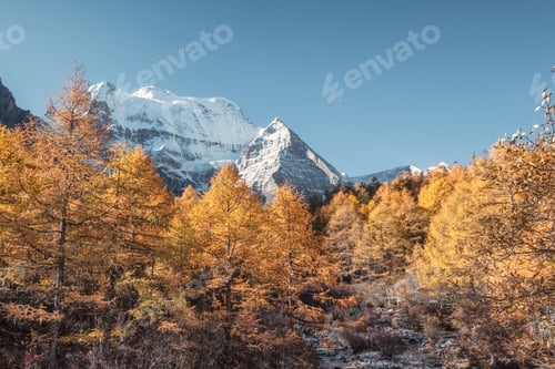Preview: Holy Xiannairi mountain in autumn pine forest at Yading nature reserve