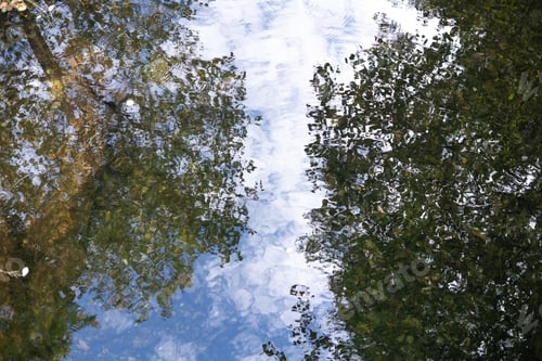 Preview: Tree branches seen from below with the sky and clouds in the background