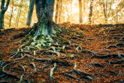 Preview: Roots of big tree on a forest