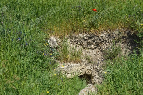 Preview: Landscape Nature- Flowers Of Red Poppy On Background Of Green Grass
