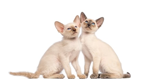 Preview: Two Oriental Shorthair kittens sitting and looking up against white background
