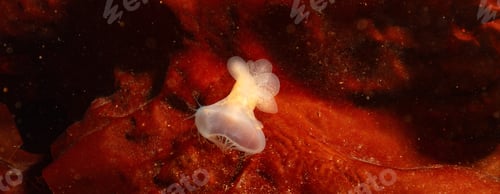Preview: Underwater sealife. diving in Deep Cove, North Vancouver, BC, Canada