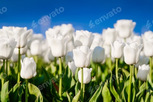 Preview: White tulips against the blue sky. Floral background. A field with rows of tulips.