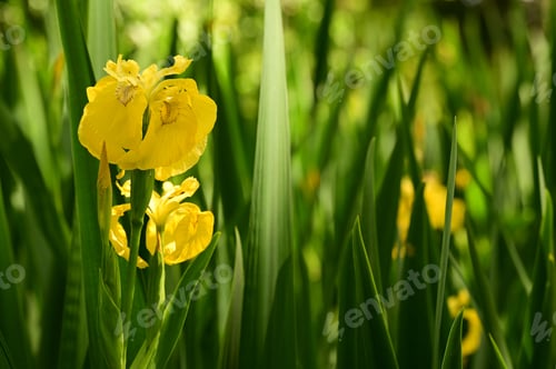 Preview: Close-up of vibrant yellow iris flowers amidst lush green leaves in a sunlit garden.