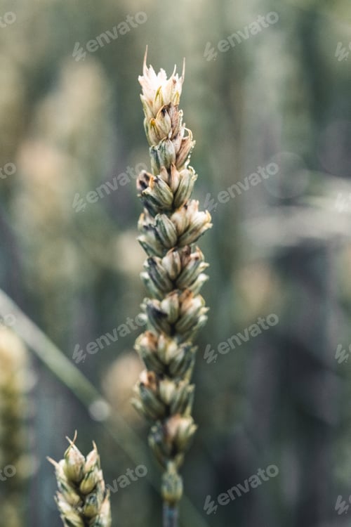Preview: Grass. Fresh green spring grass with dew drops closeup. Sun. Soft Focus. Abstract Nature Background