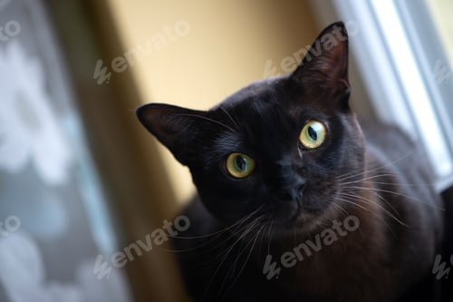Preview: animal