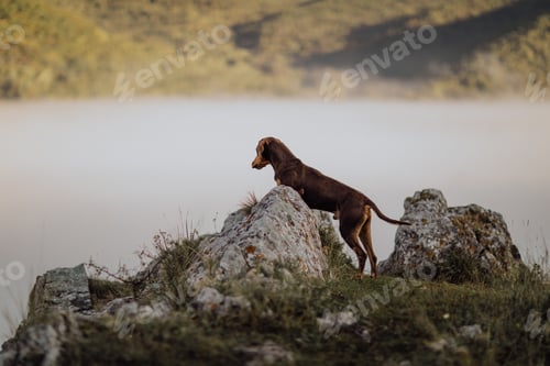 Preview: Doberman Dog watching closely at the dense fog around. near the cliffs