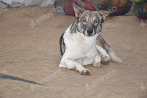 Preview: Closeup of a Norwegian elkhound lying on the ground