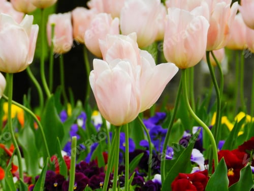 Vorschau: Blumen in einem Garten