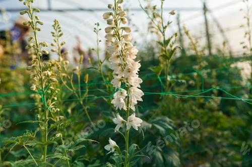 Preview: Under sunlight. Beautiful plants or flowers in the greenhouse