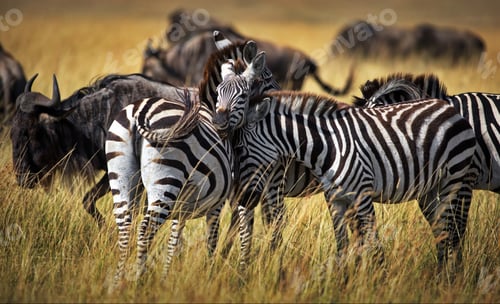 Preview: Group of zebras in a safari in Masai Mara, Kenya