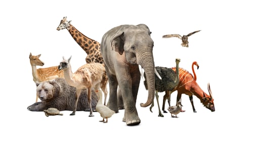 Preview: Group of different wild animals on white background, collage
