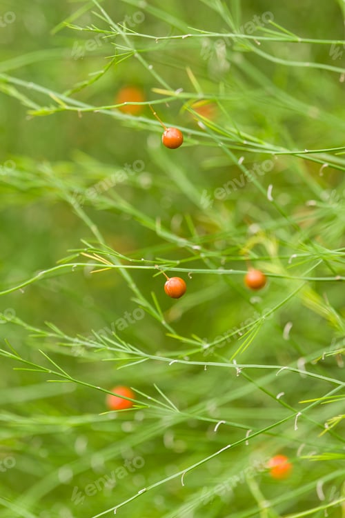 Preview: Red and orange berries