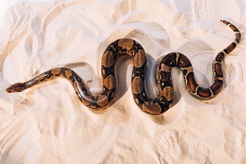 Preview: Top view of python on textured sand