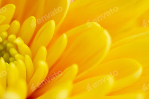 Preview: Yellow chrysanthemum flower with airy and delicate petals. The picture was taken with a macro lens.