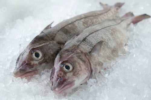 Preview: Fresh raw whole haddock fish