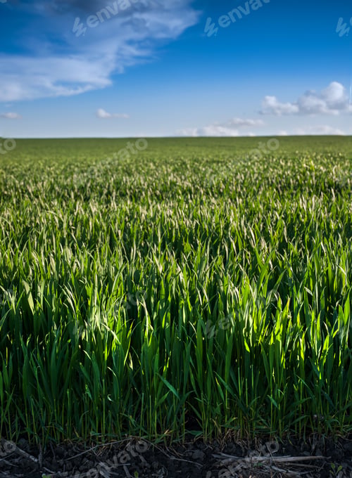 Preview: Green spring wheat sprouts, close up and blue sky