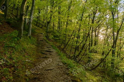 Preview: Spring forest
