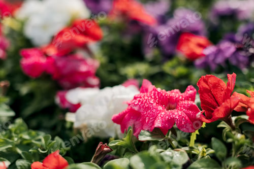 Preview: Colorful red, white, purple petunias. Beautiful petunia flowers wallpaper. Spring background