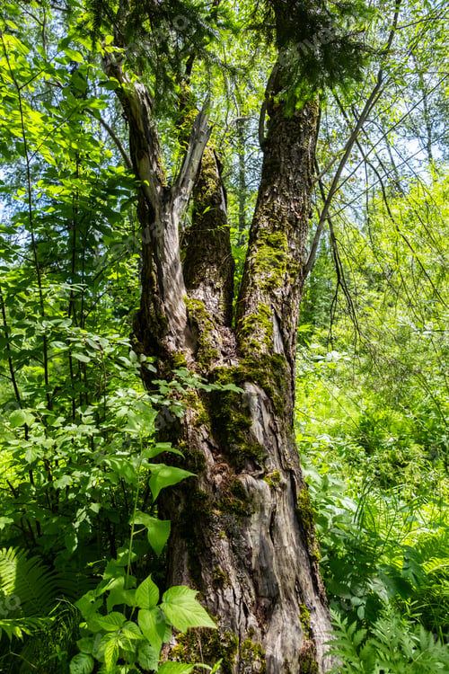 Preview: Beautiful old mossy tree in the woods.