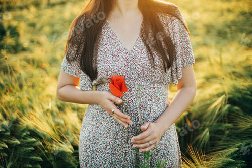 Preview: Beautiful woman holding poppy flower in sunset light in barley field