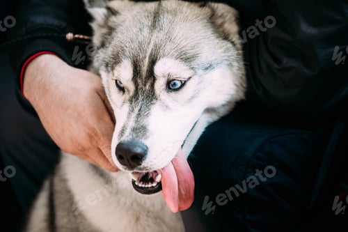 Preview: Close Up Head Young Happy Husky Puppy Eskimo Dog, Blue Eyes