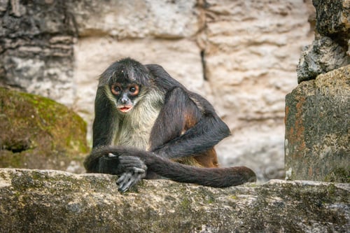 Preview: Wild White-Bellied Spider Monkey in Tikal National Park, Guatemala, South America