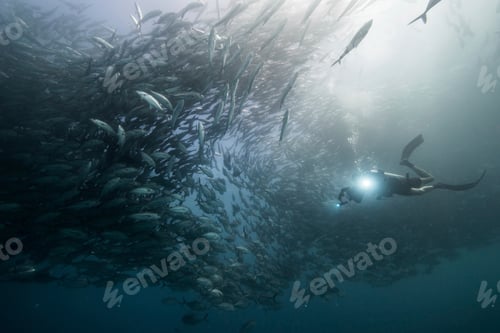 Preview: Underwater view of scuba diver diving among shoaling jack fish in blue sea, Baja California, Mexico