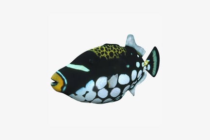 Preview: Spotted triggerfish with yellow stripe