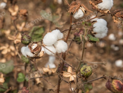 Preview: Closed up Cotton ball, Cotton blossom ready for harvesting,cotton tree.