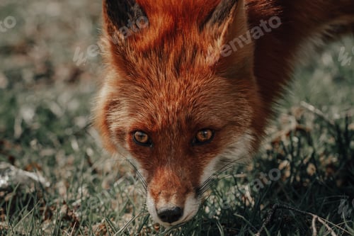 Preview: Beautiful closeup shot of a brown fox