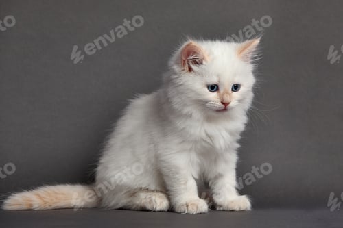 Vista previa: Sleepy british kitten over black background. Sweety british kitten.