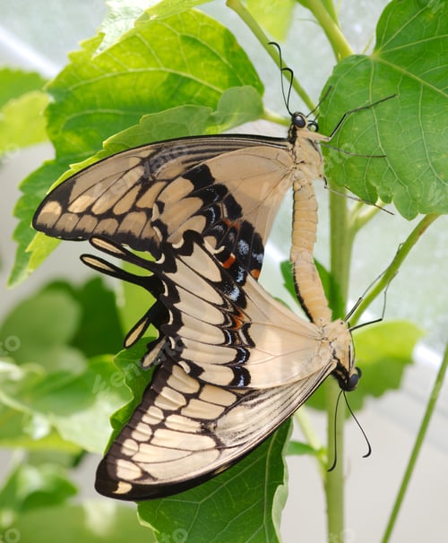 Preview: Colorful Tropical butterflies perched on twigs and leaves
