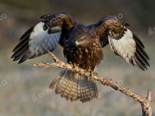 Preview: Common buzzard (Buteo buteo)