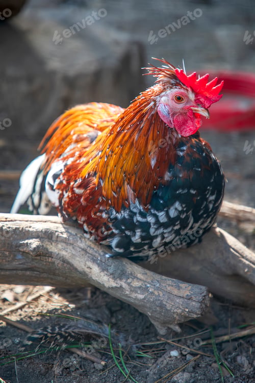 Preview: Beautiful colorful cock resting in the yard. Vertical view