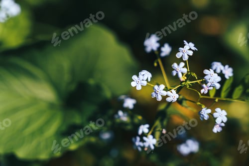 Preview: Blue small flowers close -up opposite the leaves