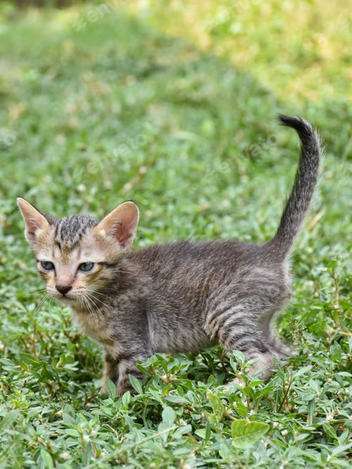 Preview: Cute baby tabby kitten in the grass on a summer day