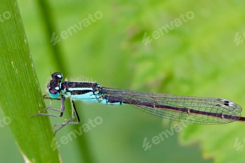 Preview: Damselfly similar to a dragonfly