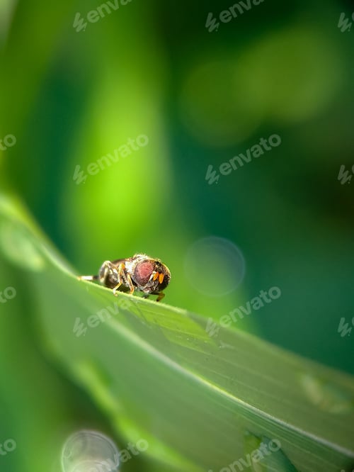 Preview: fly, nature background photo