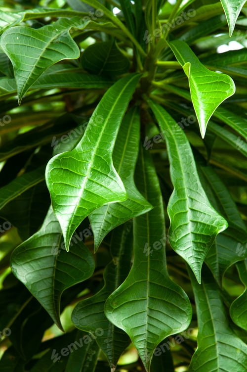 Preview: Plumeria pudica flower's spoon shaped leaves