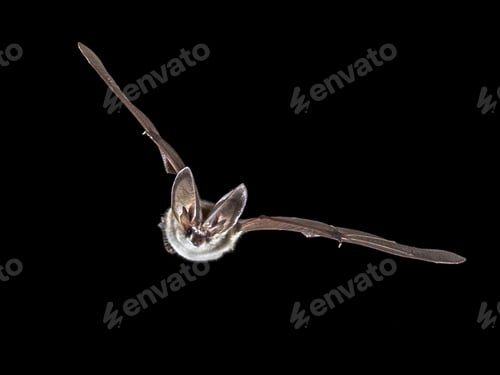 Preview: Flying Grey long eared bat