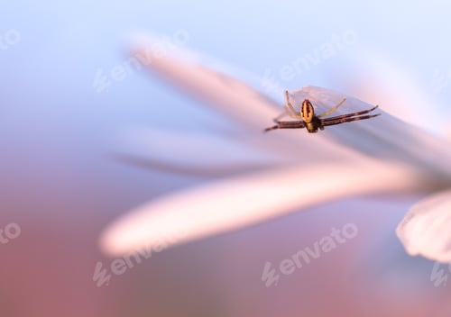 Preview: Spider on a daisy
