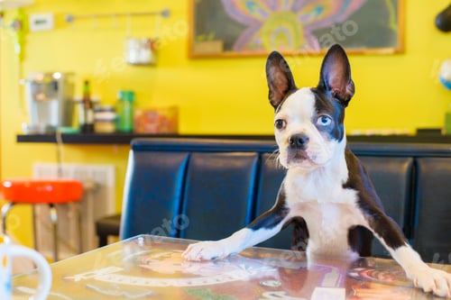 Preview: Portrait of cute dog on kitchen table