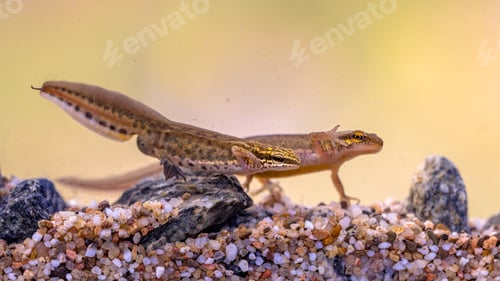 Preview: Pair of Palmate newt swimming in natural aquatic habitat