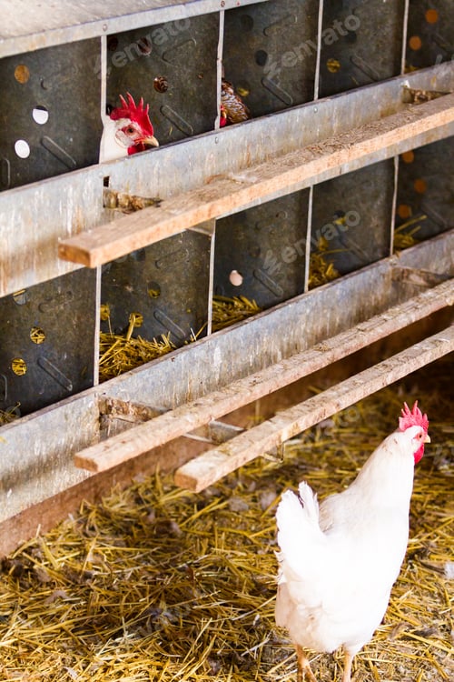 Preview: Free range chickens