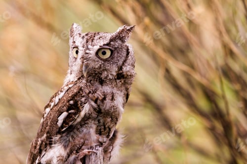 Preview: Western Screech Owl