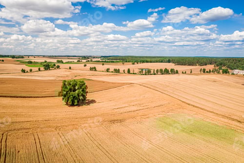 Preview: Aerial view of golden fields of wheat in summer, Poland
