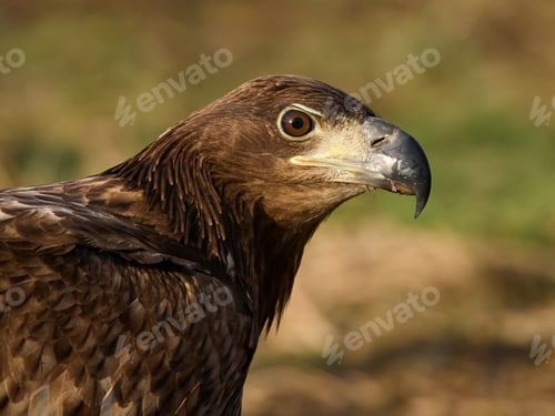 Preview: White-tailed eagle (haliaeetus albicilla)